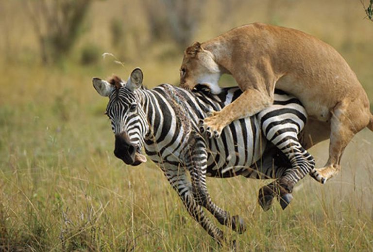 2 Days 1 Night Amboseli National Park Safari