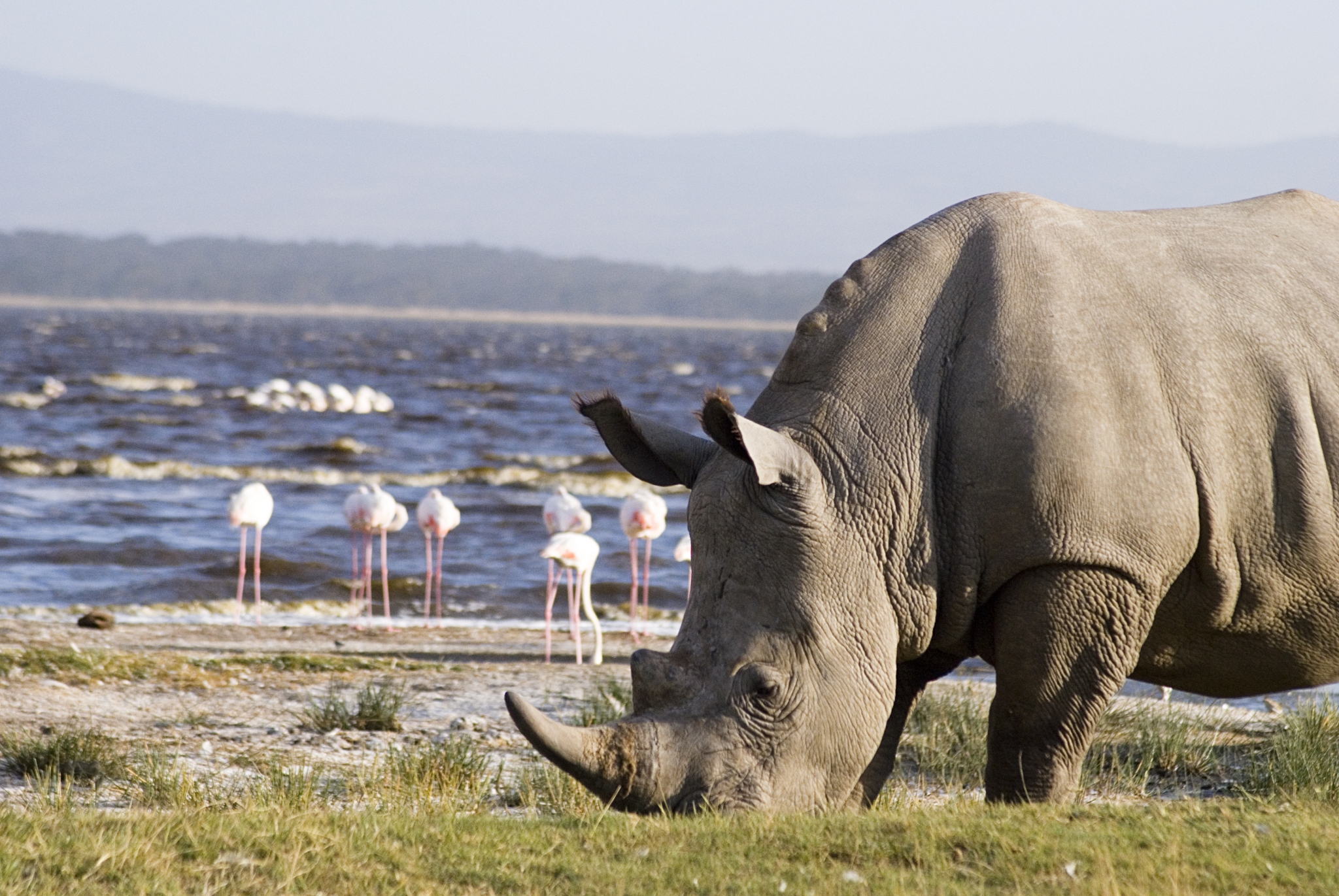 2 Days (1 Night): Lake Nakuru National Park