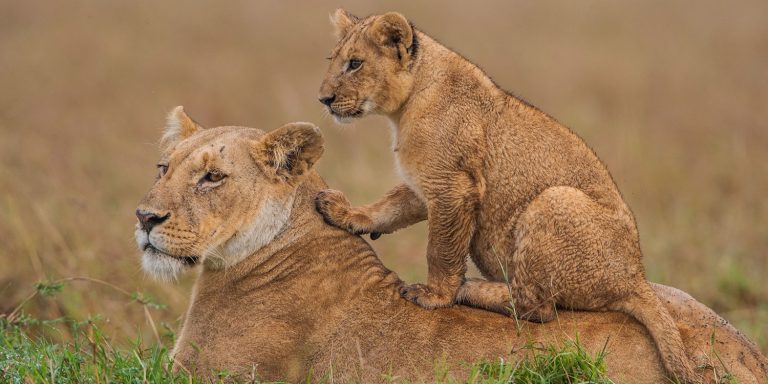 a cub on top of a lion in the Maasai Mara