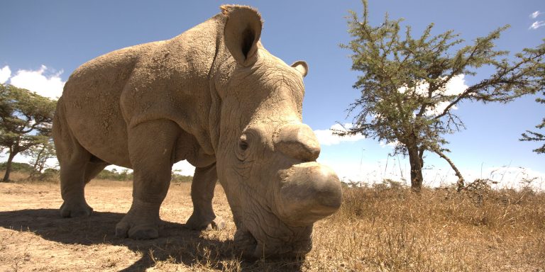 2 Days 1 Night Ol Pejeta Conservancy
