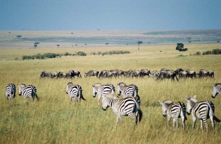 3 Days / 2 Nights Amboseli Safari