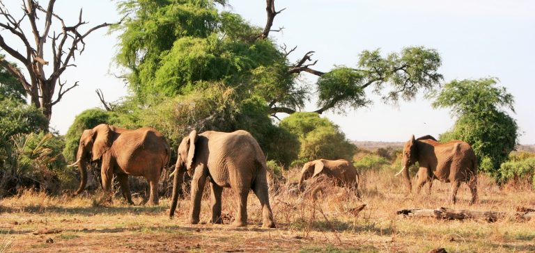 3 Days 2 Nights Wings over Amboseli National Park