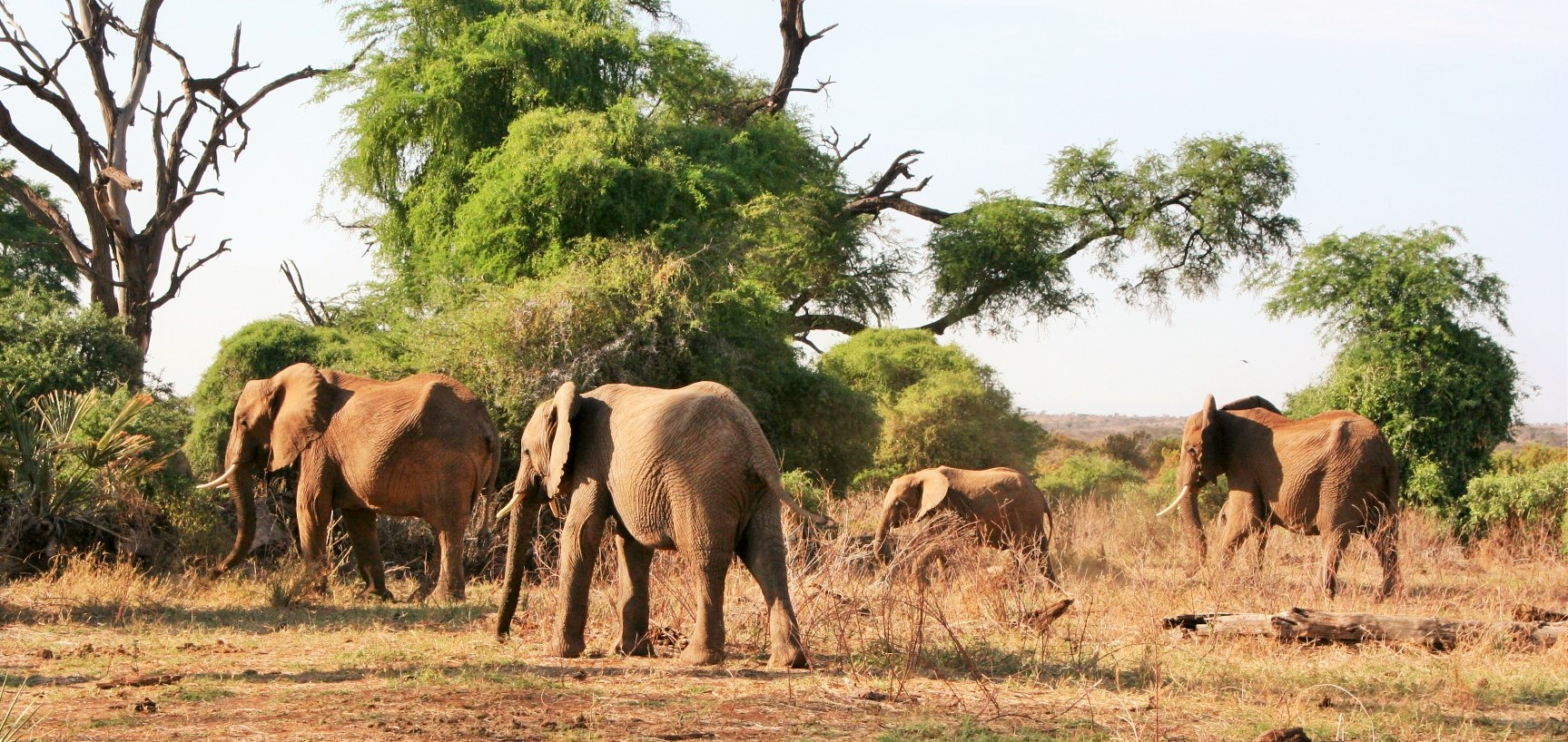 3 Days 2 Nights Wings over Amboseli National Park