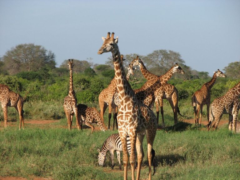 3 Days 2 Nights Wings over Samburu Game Reserve