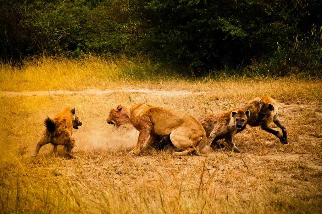 3 Days Tsavo West Safari