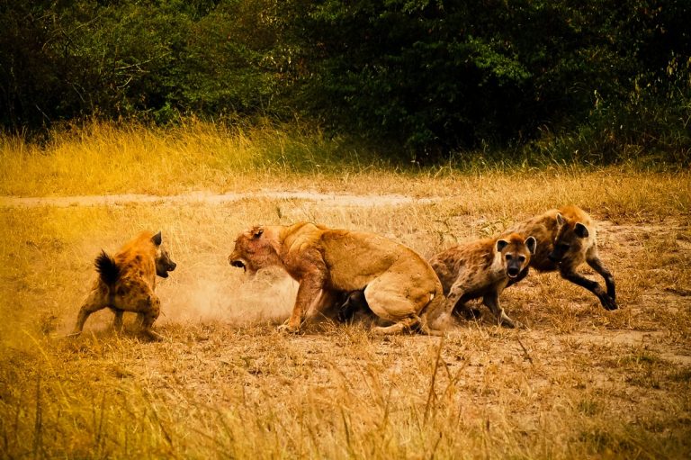 3 Days Tsavo West Safari