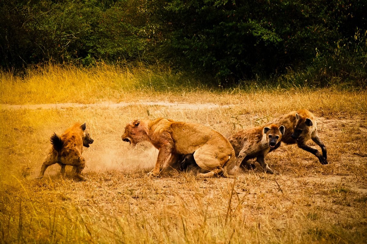 3 Days Tsavo West Safari
