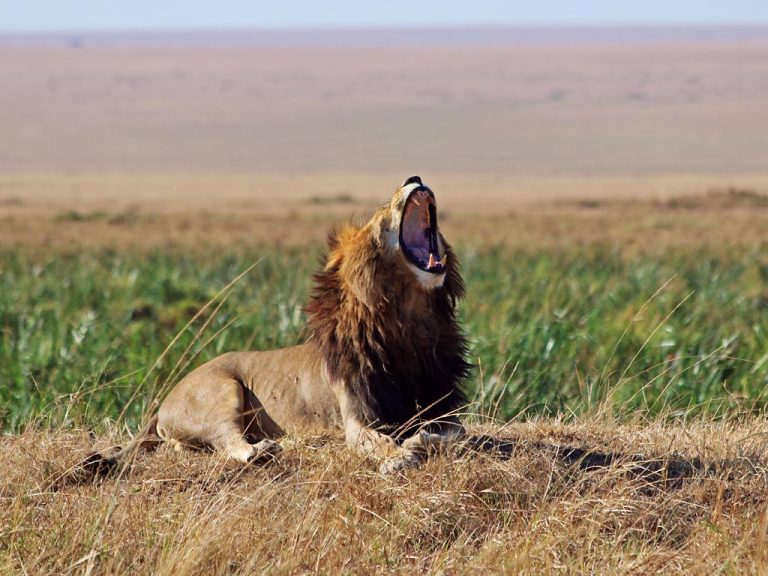 4 Days 3 Nights Aberdares / Samburu Luxury Safari