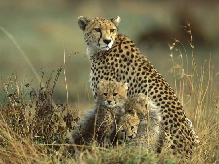 4 Days 3 Nights Lake Nakuru / Maasai Mara - Luxury Safari