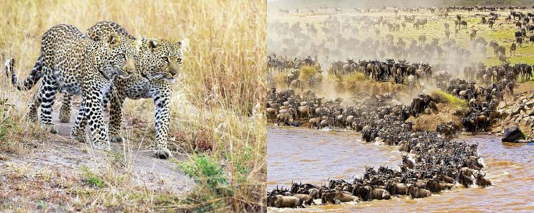 5 Days 4 Nights Ol Pejeta Sweetwaters Conservancy - Nakuru National Park - Masai Mara
