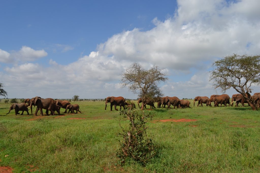 5 Days 4 Nights Wings over Samburu and Masai Mara