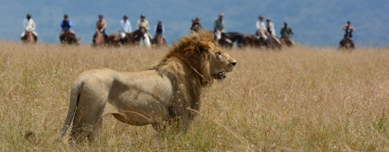 6 Days 5 Night Amboseli/ Lake Nakuru / Masai Mara Luxury Safari Package