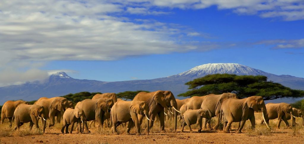 7 Days 6 Night Amboseli/ Aberdares / Lake Nakuru / Masai Mara Luxury Safari Package