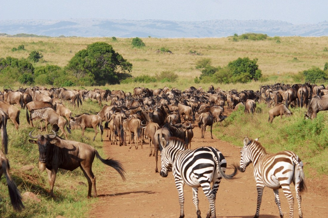 7 Days 6 Nights Wings over Amboseli, Samburu and Maasai Mara