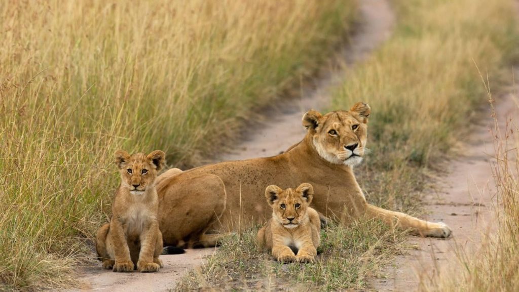 9 Days 8 Nights Tsavo East/Tsavo West/Amboseli/Mount Kenya/Lake Nakuru/Masai Mara Luxury Safari Package