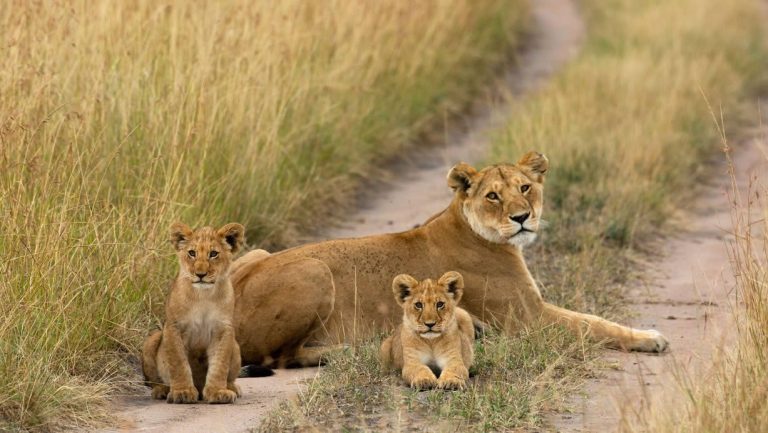 2 cubs next to a lioness in the Maasai Mara