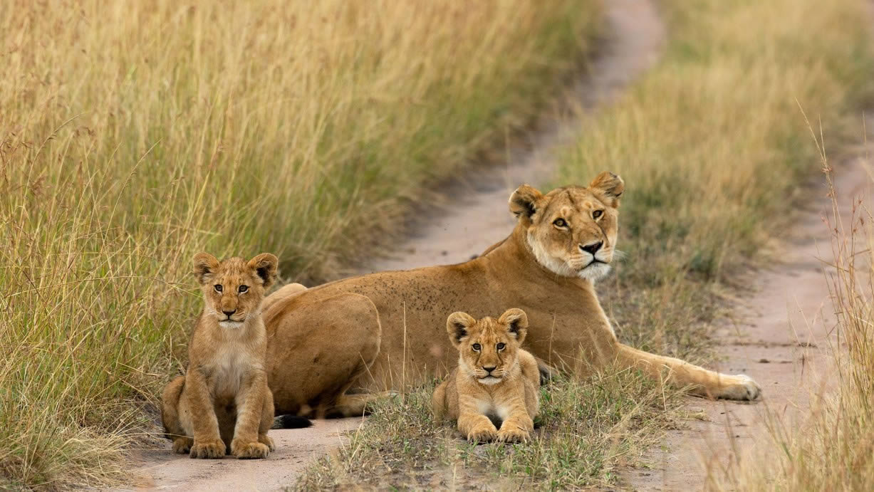 2 cubs next to a lioness in the Maasai Mara