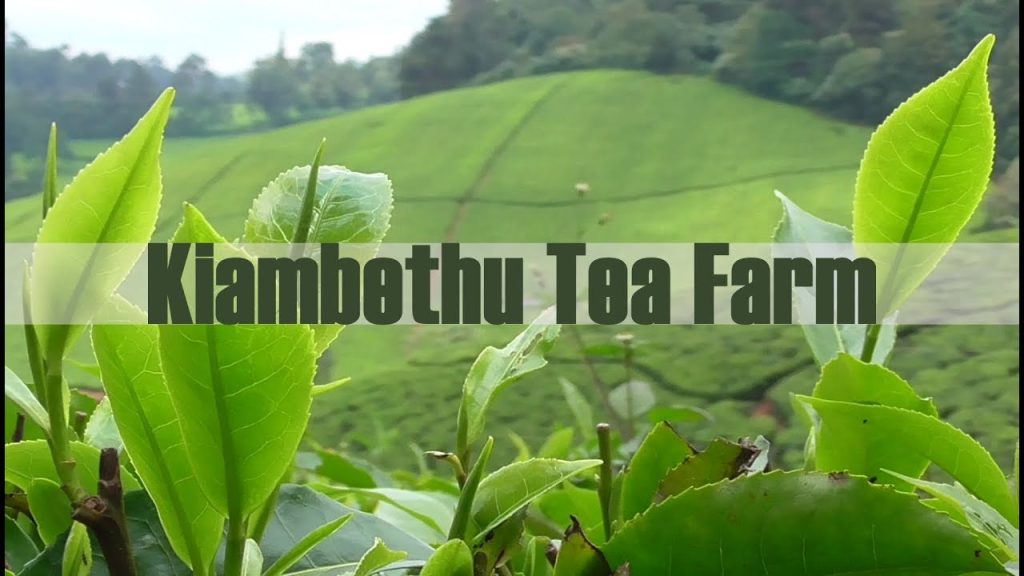 Farm Tours Kenya | Coffee, Tea & Agricultural Farm Experiences
