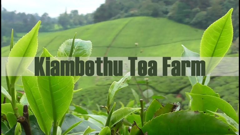 Farm Tours Kenya | Coffee, Tea & Agricultural Farm Experiences