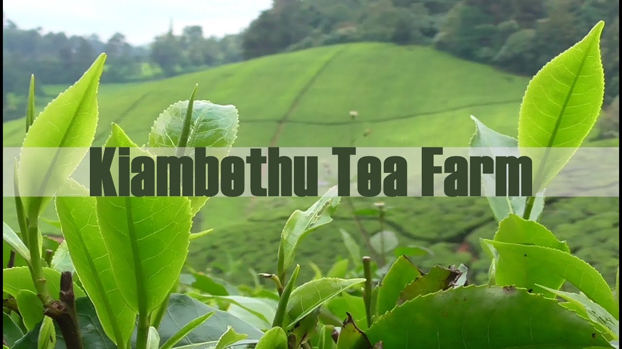 Farm Tours Kenya | Coffee, Tea & Agricultural Farm Experiences