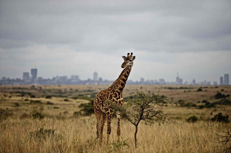 Karen Blixen And Giraffe Centre - 4 Hours