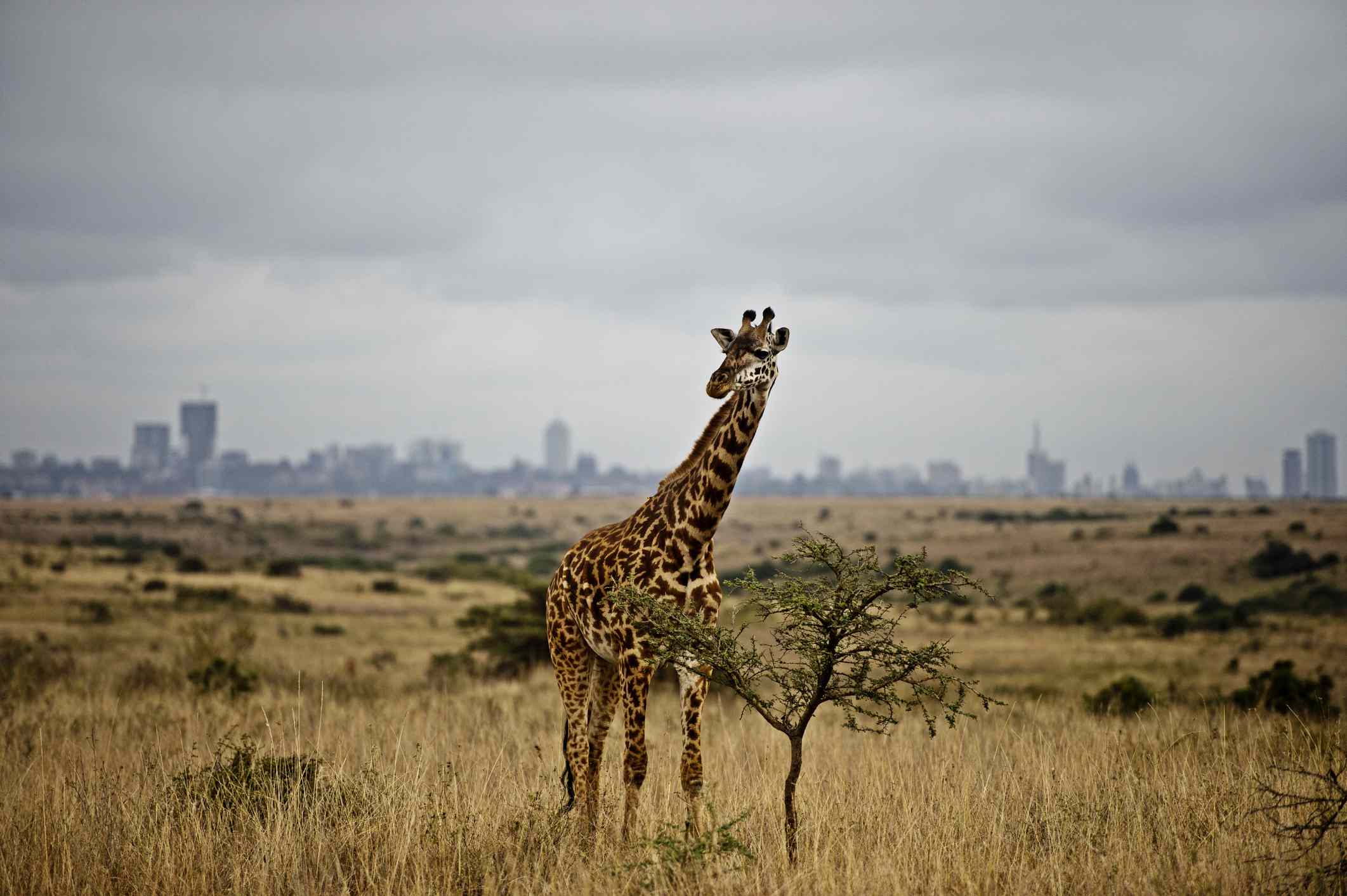 Karen Blixen And Giraffe Centre - 4 Hours
