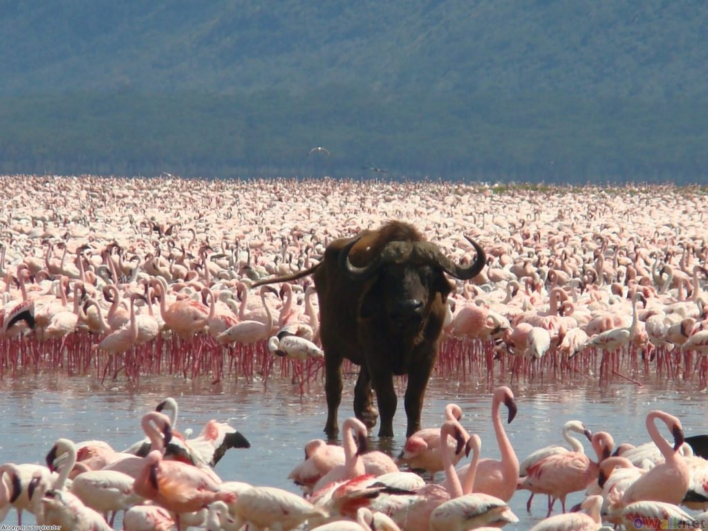 Lake Nakuru Day Trip