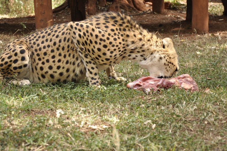 Nairobi Animal Orphanage Tour - 4 Hours
