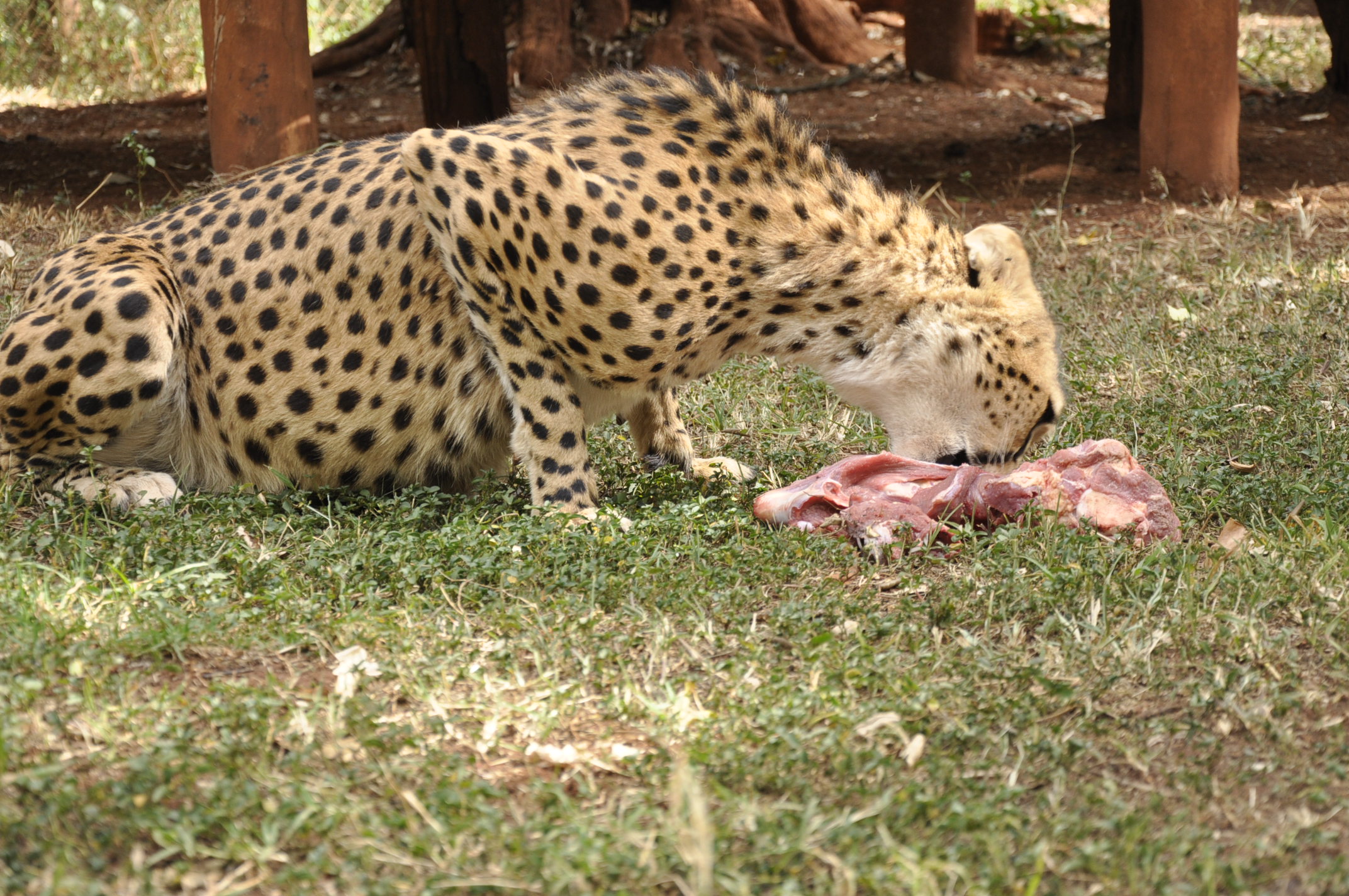Nairobi Animal Orphanage Tour - 4 Hours