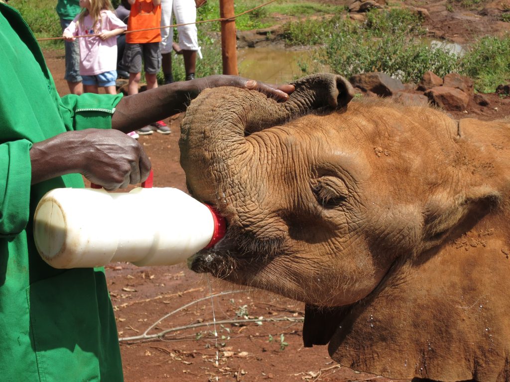 David Sheldrick Elephant Orphanage, Giraffe centre and Karen Blixen tours - 5 hours