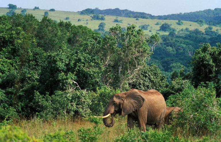 Shimba Hills National Park Day Trip