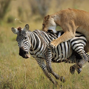 Lioness hunting in the Maasai Mara