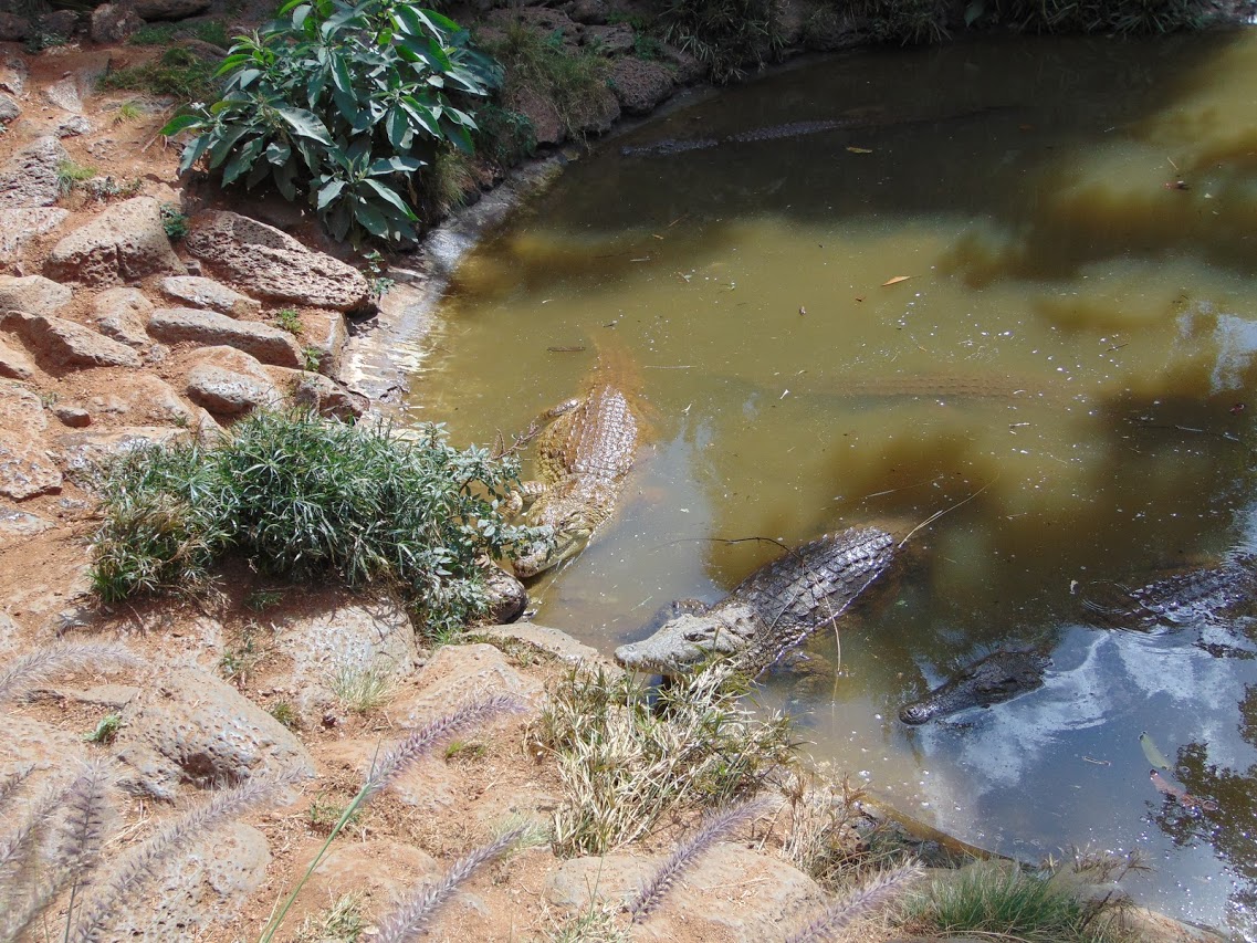 Crocodile Farm Nairobi | Visit Nairobi Mamba Village Tour