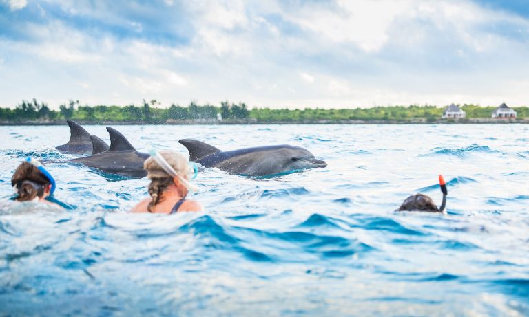 Dolphin Safaris, Snorkeling, Seafood Lunch