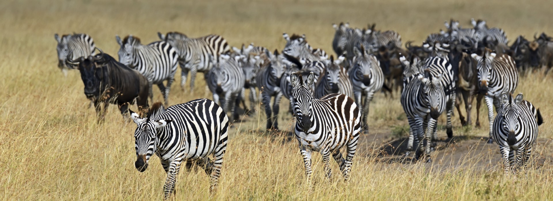 10 Days (9 Nights): Kenya & Tanzania Safari - Nairobi, Lake Nakuru, Masai Mara, Serengeti, Ngorongoro, Tarangire, Amboseli, Nairobi