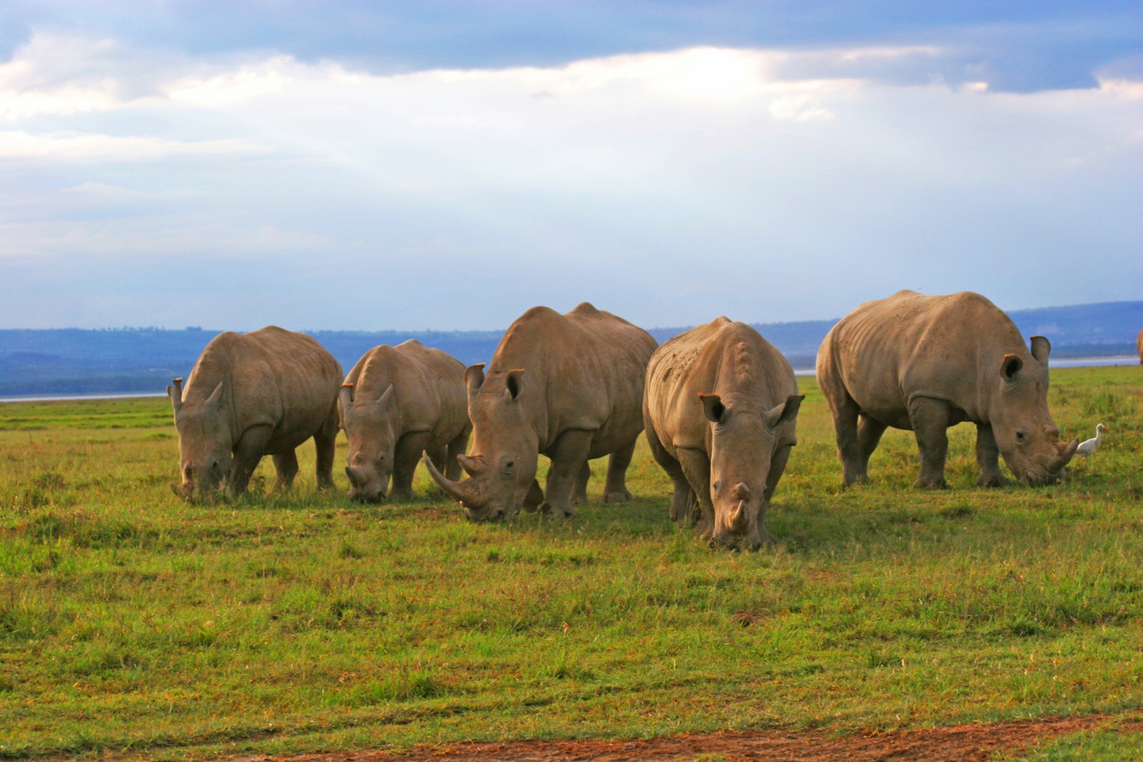 8 Days (7 Nights) Kenya and Tanzania Safari - Nairobi, Lake Nakuru, Masai Mara, Serengeti, Ngorongoro, Amboseli, Nairobi