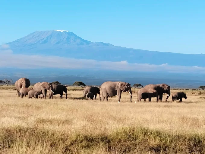 Elephants in Amboseli