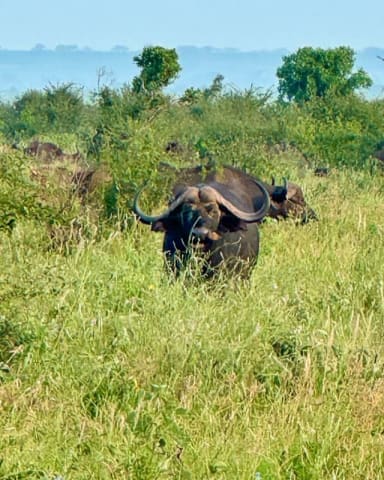 animals in Tsavo