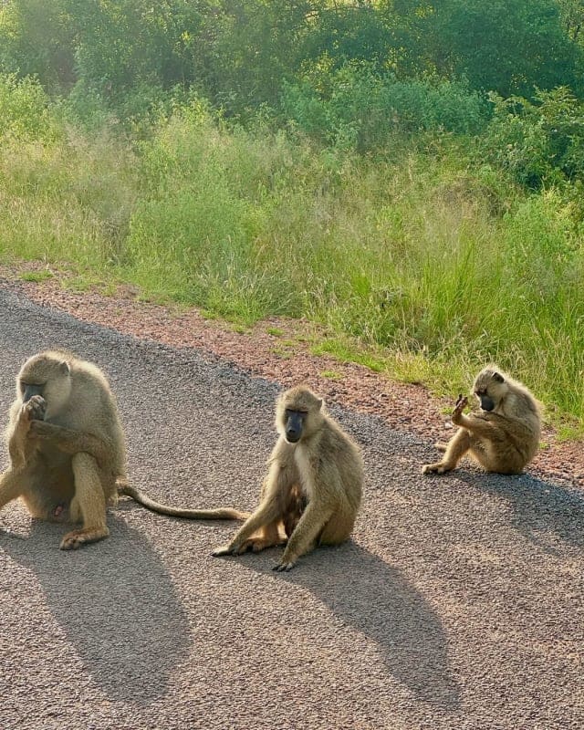 Monkeys in Tsavo