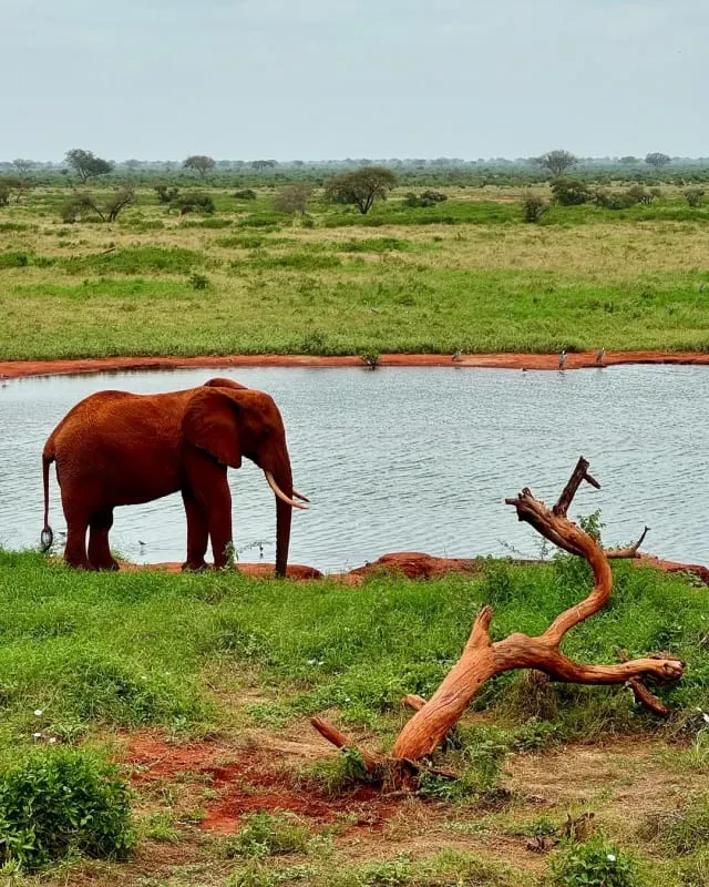 elephant in Tsavo