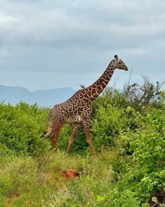 Giraffe in Tsavo