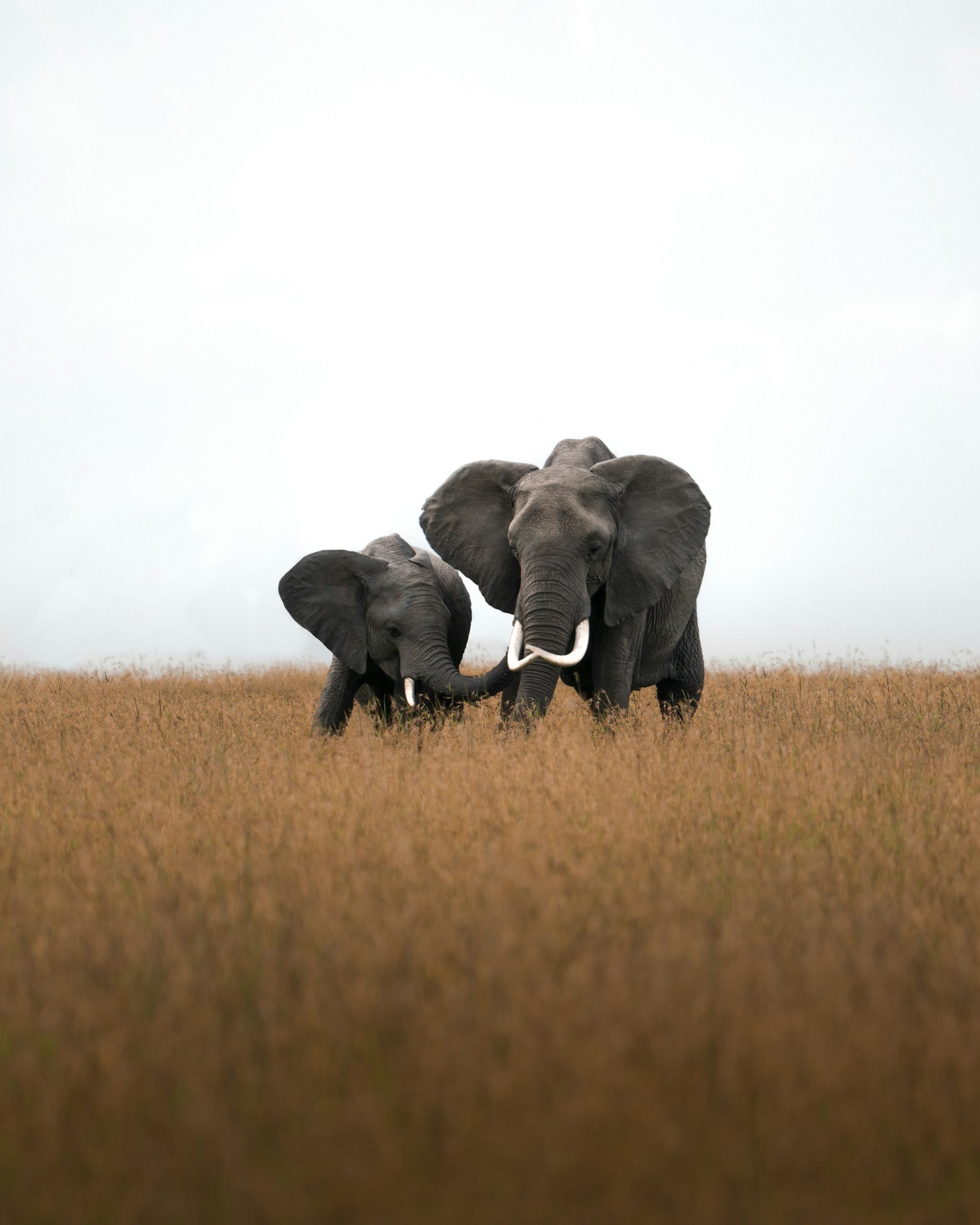 elephants in Maasai Mara
