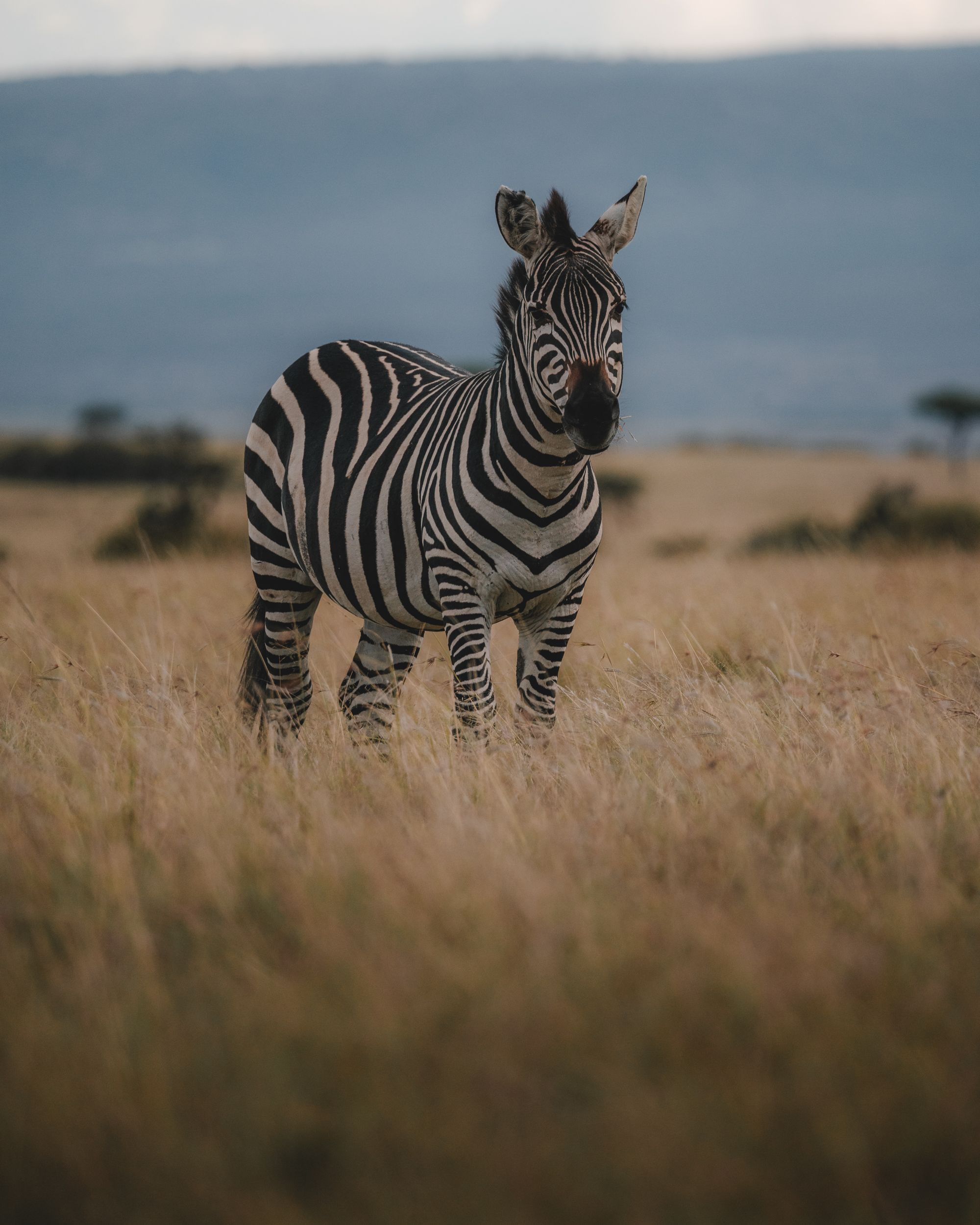 Zebra in Mara