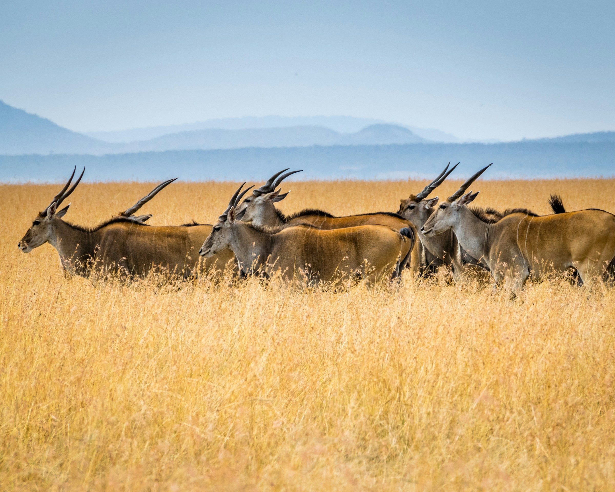 Antelopes in Mara