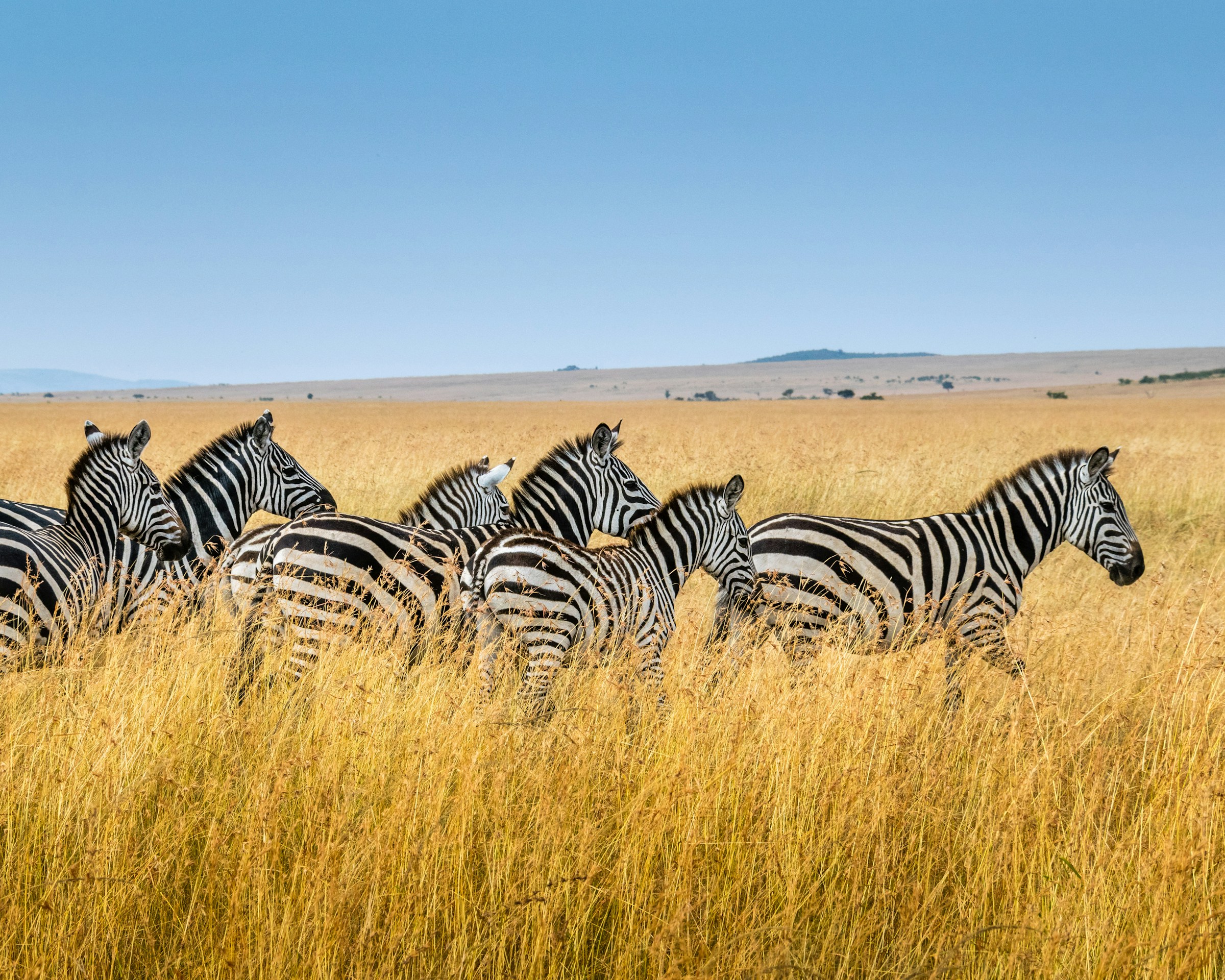 Zebras in Mara