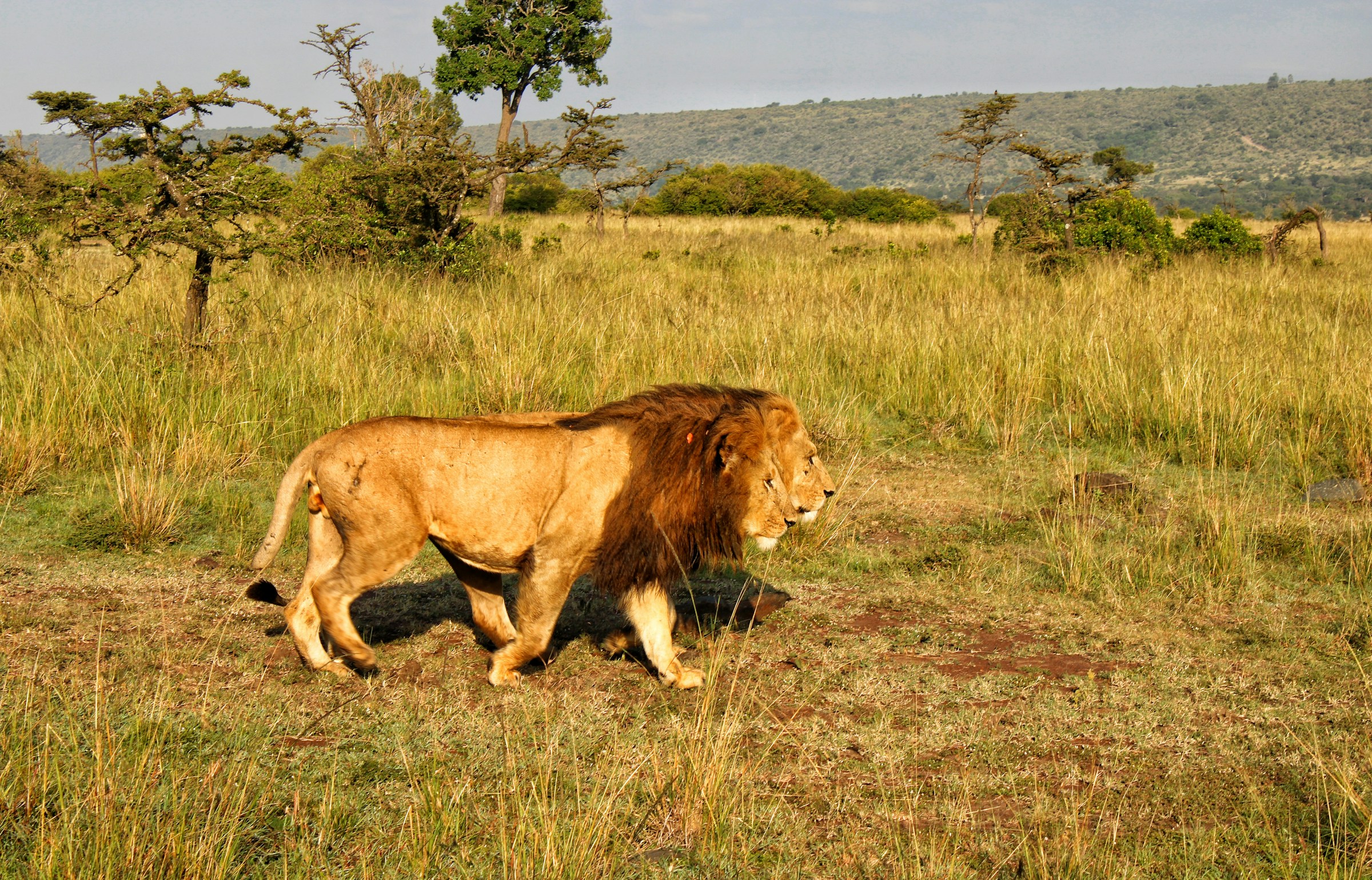 Lion in Mara