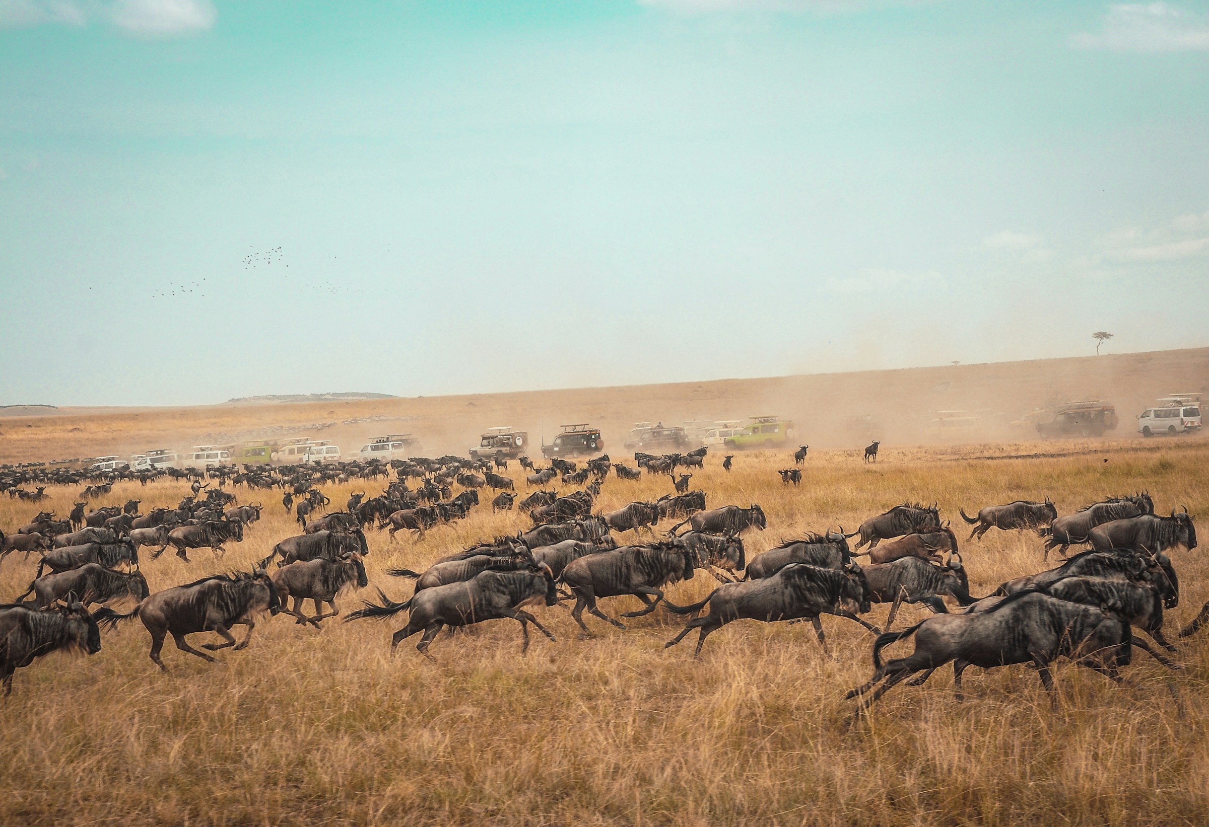Buffaloes