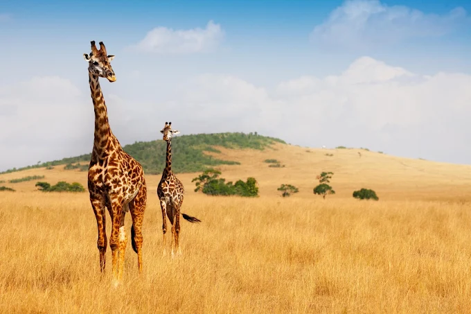 giraffes in Maasai Mara
