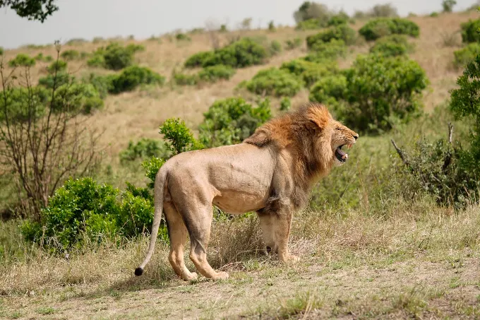 lion in Maasai Mara